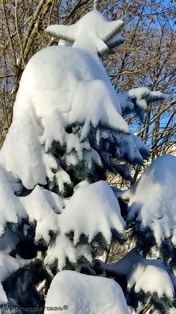 Голубая ель в белой шубке