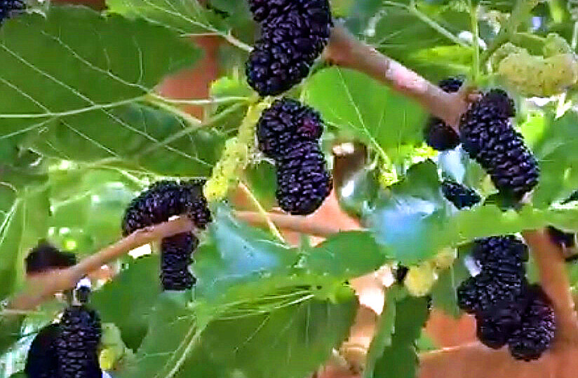 Как вырастить шелковицу в Средней полосе России