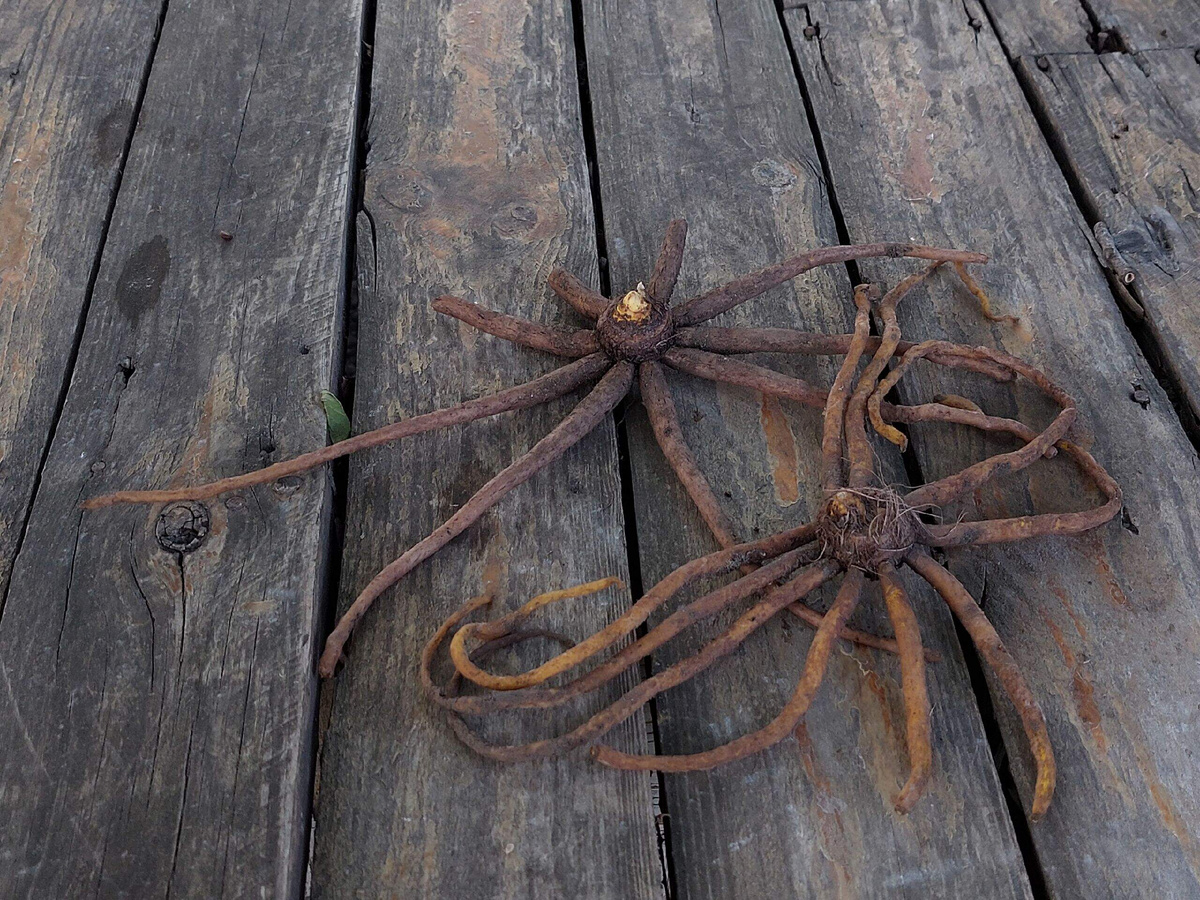 Вот так выглядят корневища эремуруса.