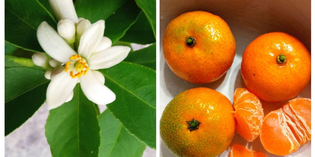 Прививка цитрусовых или как бесплатно получить плодоносящий мандарин или любое цитрусовое растение