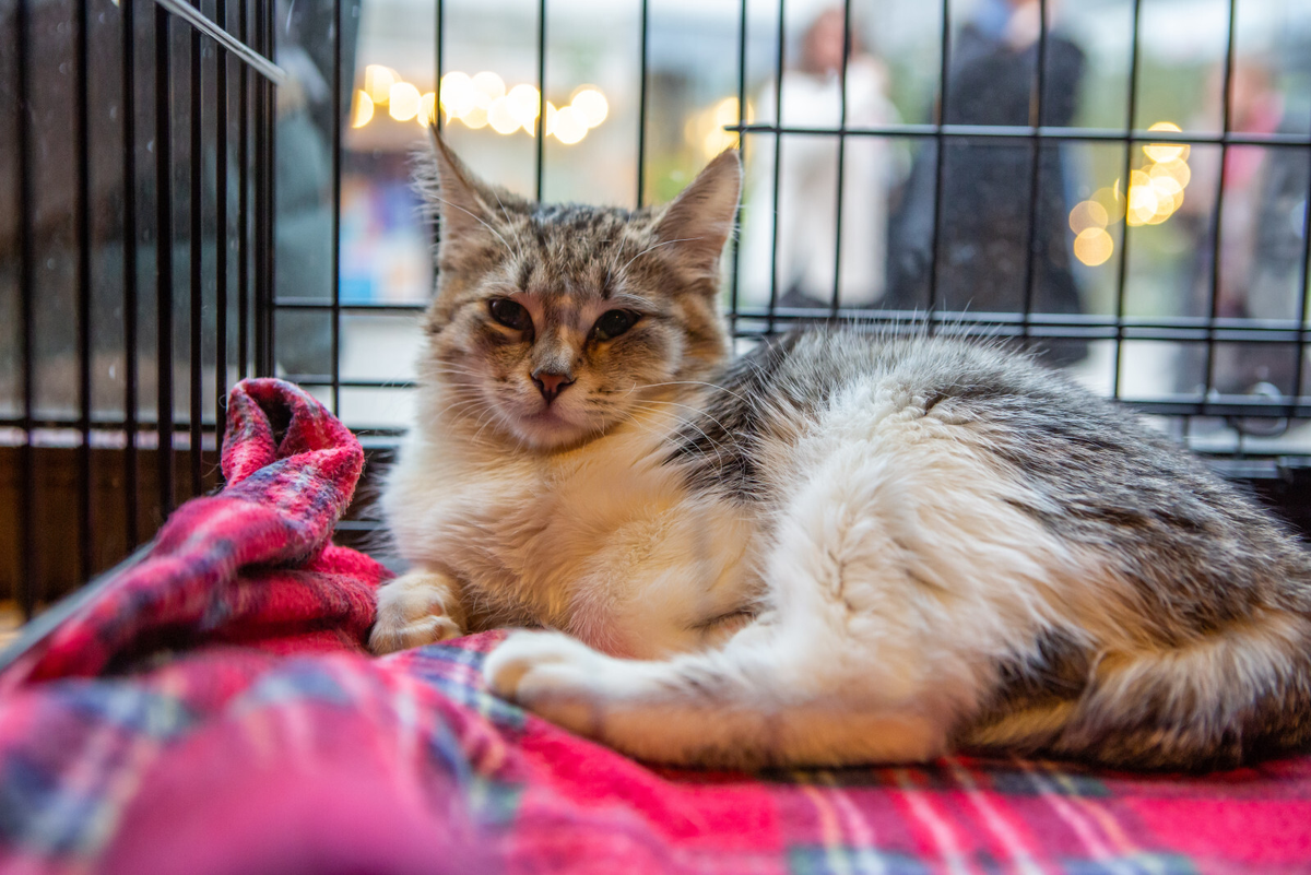 Фото: Олег Золото