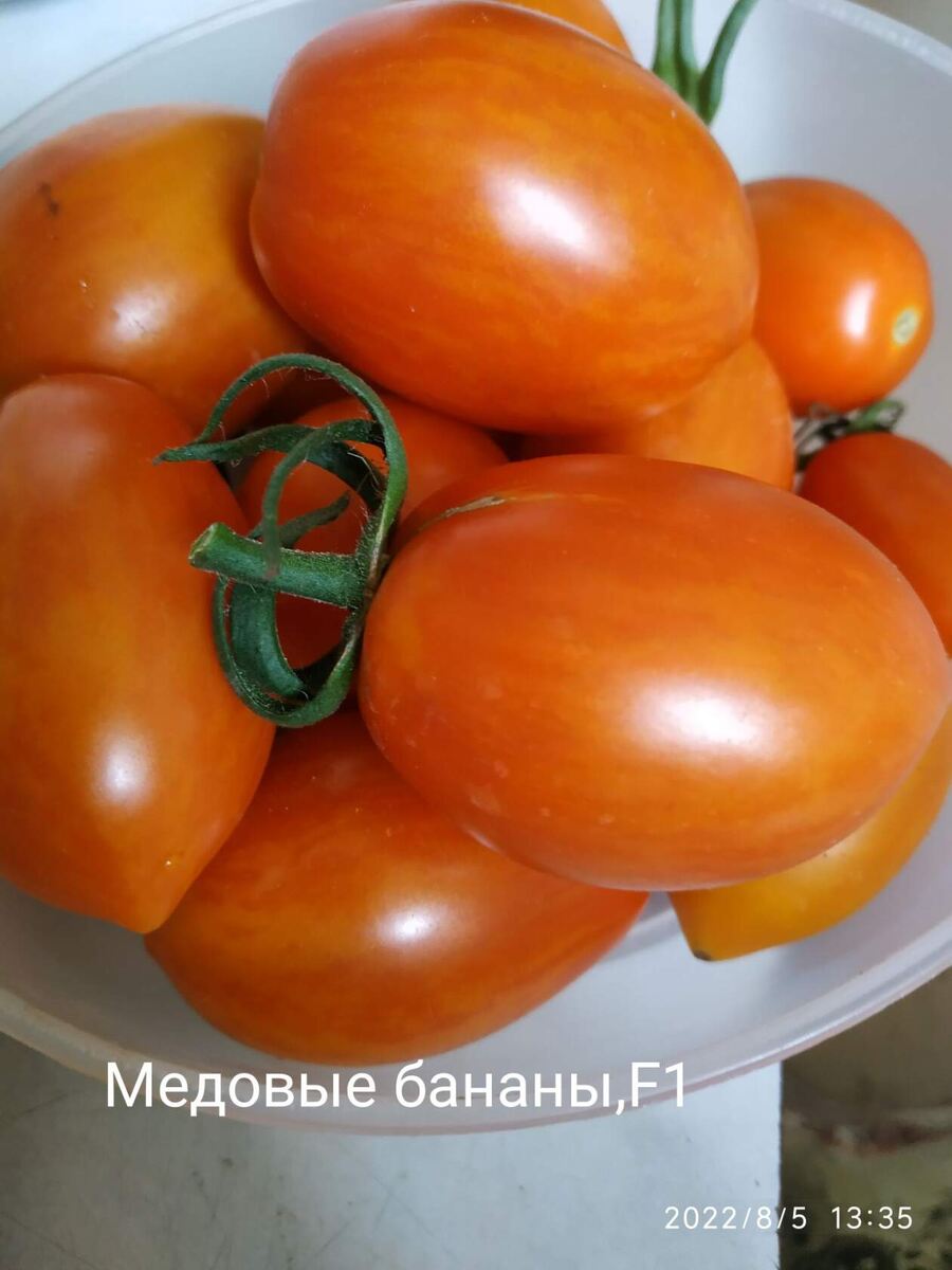 Низкорослый гибрид, кистевого типа, ранний, сладкий. 