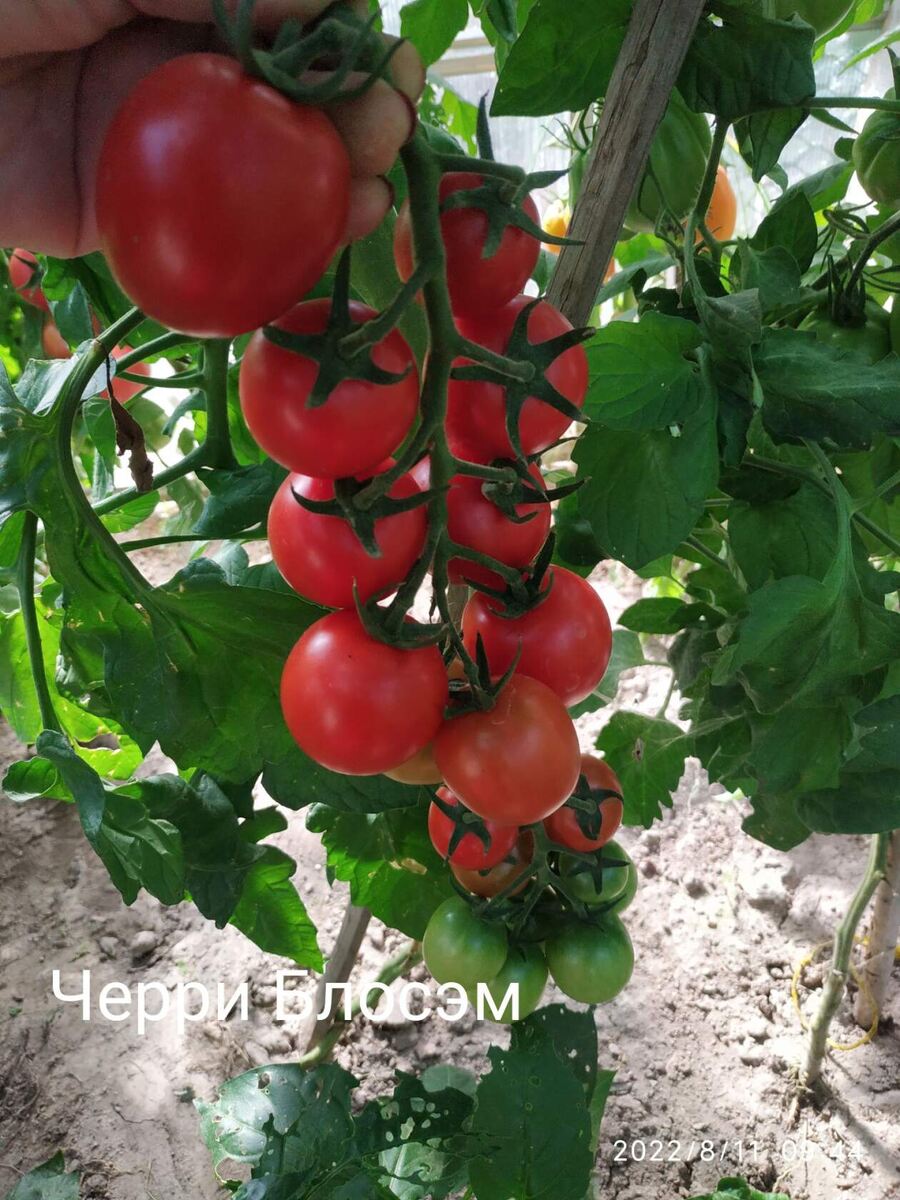Индетерминатный томат,кистевого типа плодоношения. 