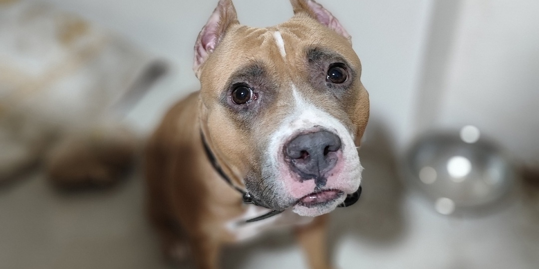 Жители Твери просят помощи в поиске дома для собак, которых бросили в подъезде