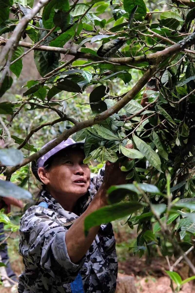 Шен пуэр из деревни Нака