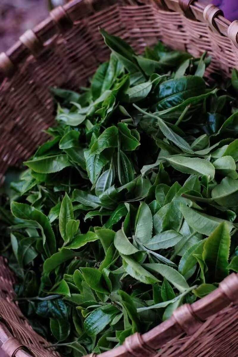 Как выглядит шен пуэр во время сбора