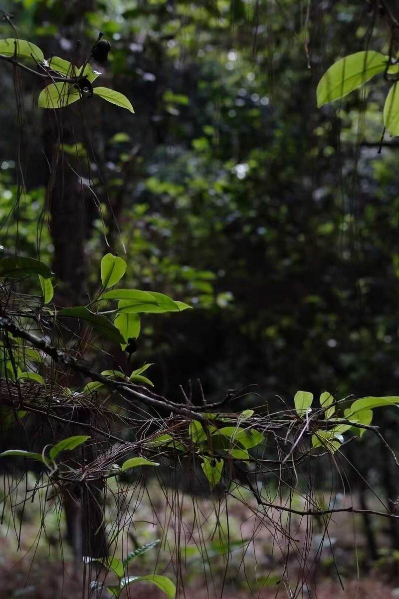 Древнее чайное дерево Гу Шу