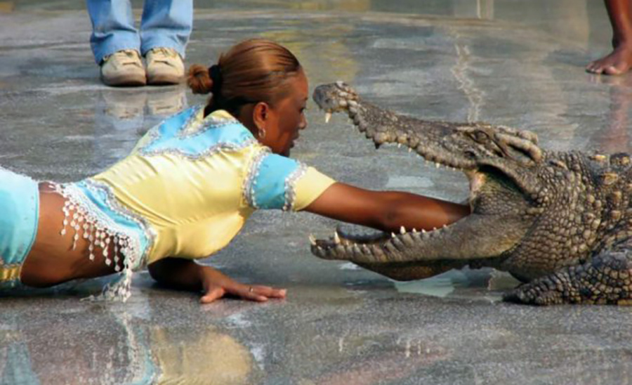 Трюк с крокодилом
