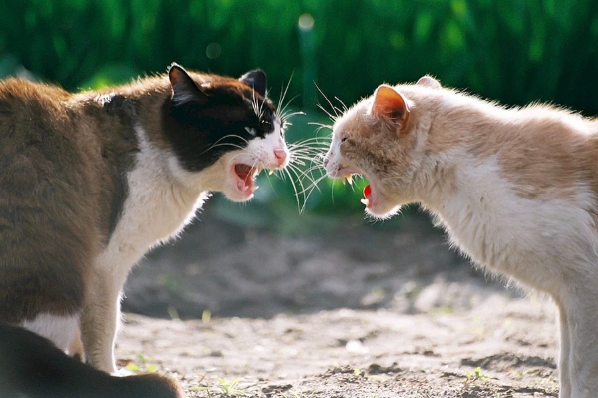 Фото с сайта: https://immunocap.ru/photo/kotiy-ssoryatsya/