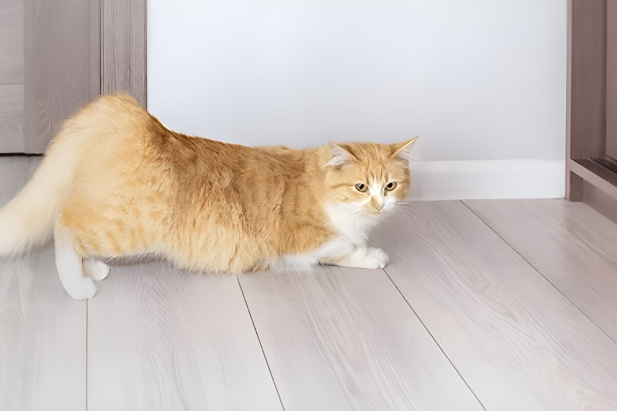 Фото с сайта: https://dzen.ru/a/Z5tkiybVywWwm90n