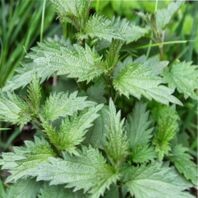 крапива двудомная