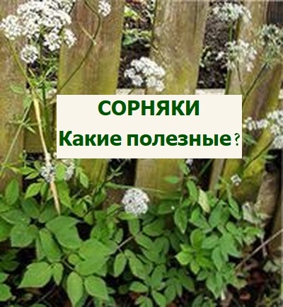 сорняки в огороде, сныть