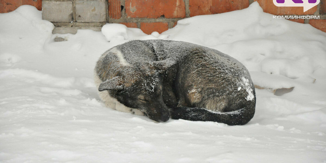 Приют для животных в Ухте может остаться без электричества и газа из-за долгов