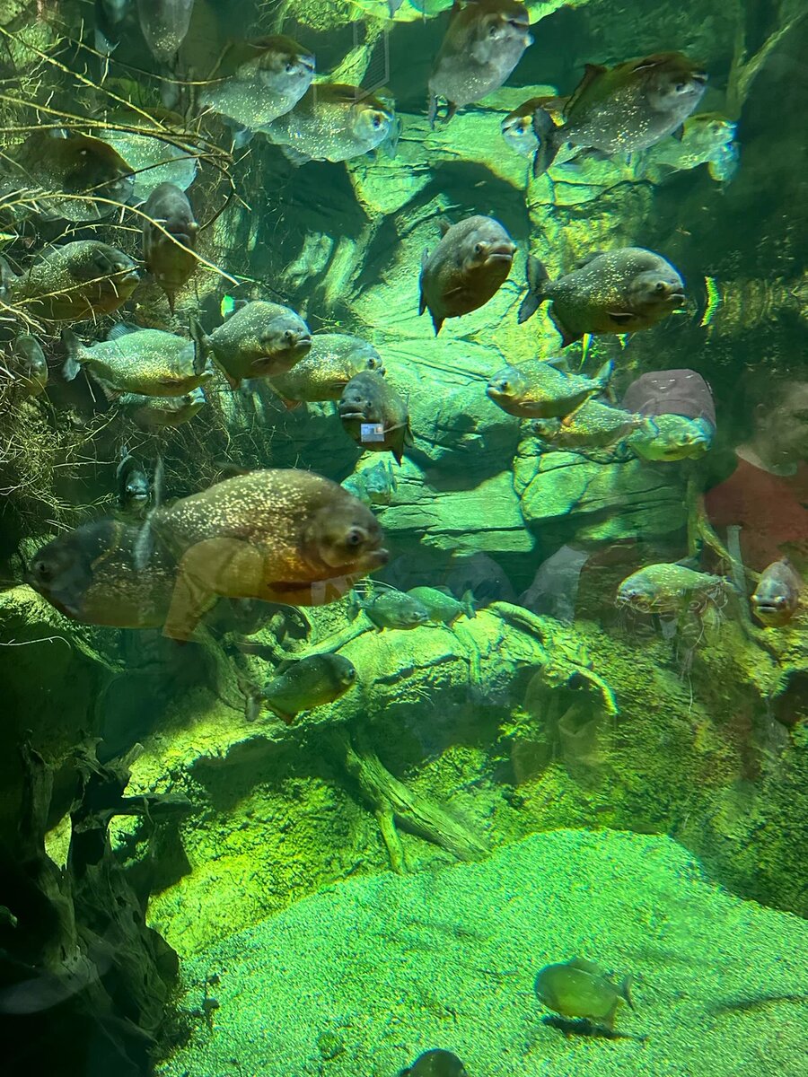 Пираньи /личный архив автора/