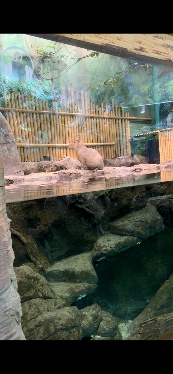 Капибара /личный архив автора/