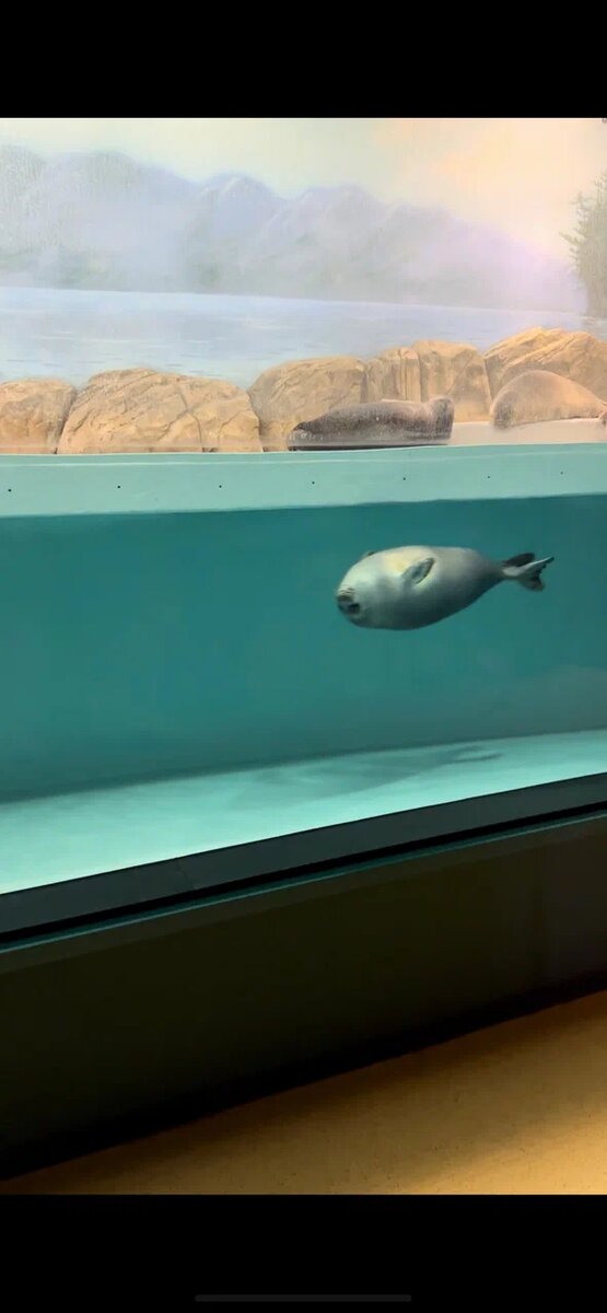 Нерпа /личный архив автора/