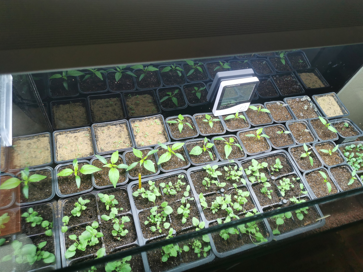 Филиал рассадного царства