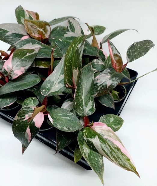 Молодые растения в магазине. 