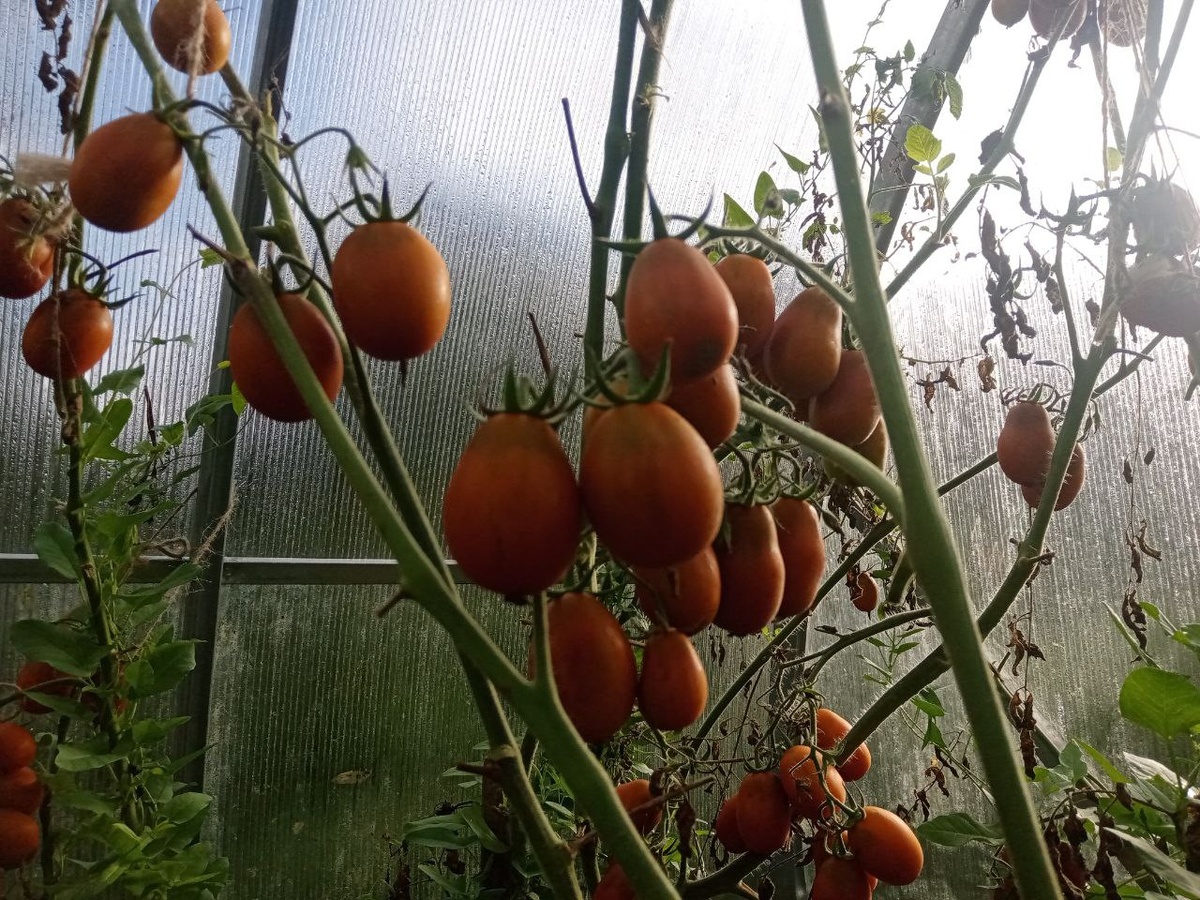 С виду - неплохой урожай. Мы с ним прошли через испытания мучнистой росой и борьбу с испанскими слизнями