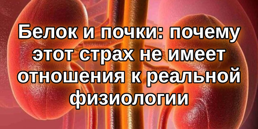 Белок и почки: почему этот страх не имеет отношения к реальной физиологии