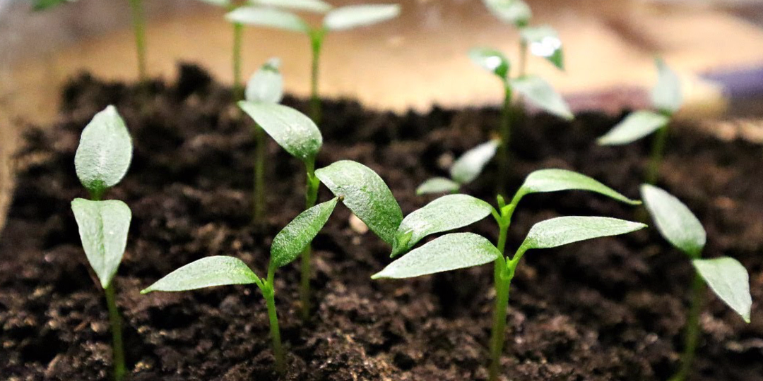 Семена перца проращиваю только так. Семена перца входят очень быстро при таком способе проращивания