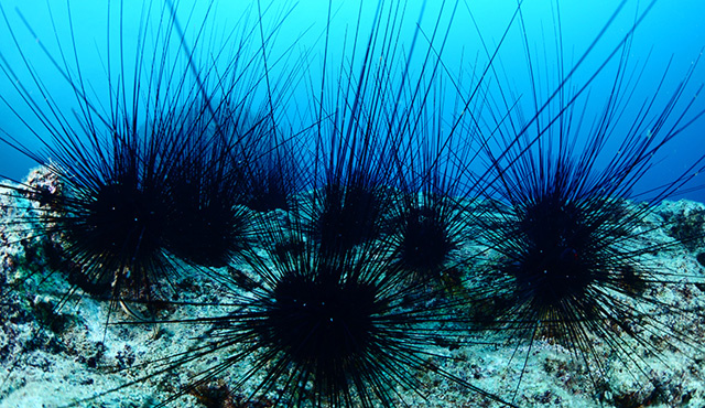 Морские ежи