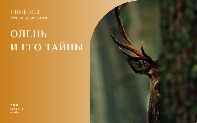 Олень и его тайны