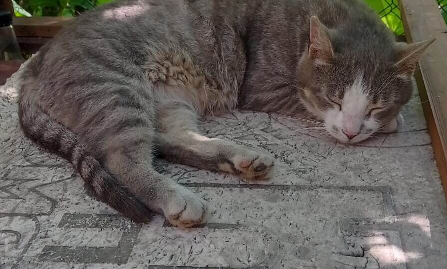 Фердинанд и Банкротство.