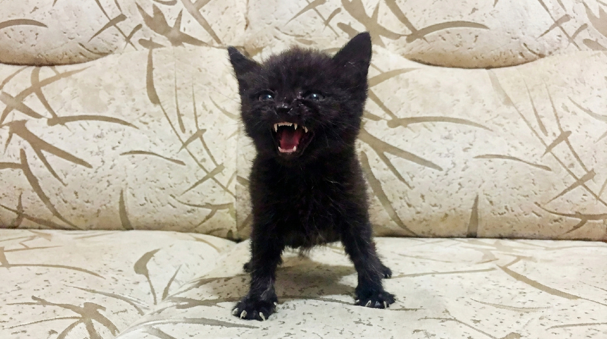 Некоторые кошки даже в нежном возрасте способны вести себя как посланники зла