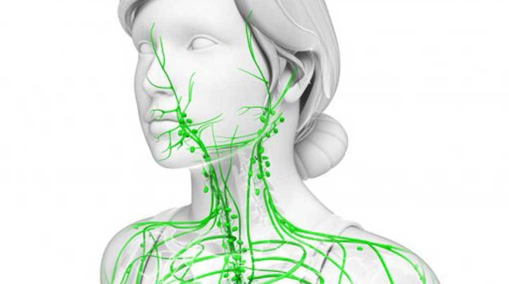 Лимфатическая система