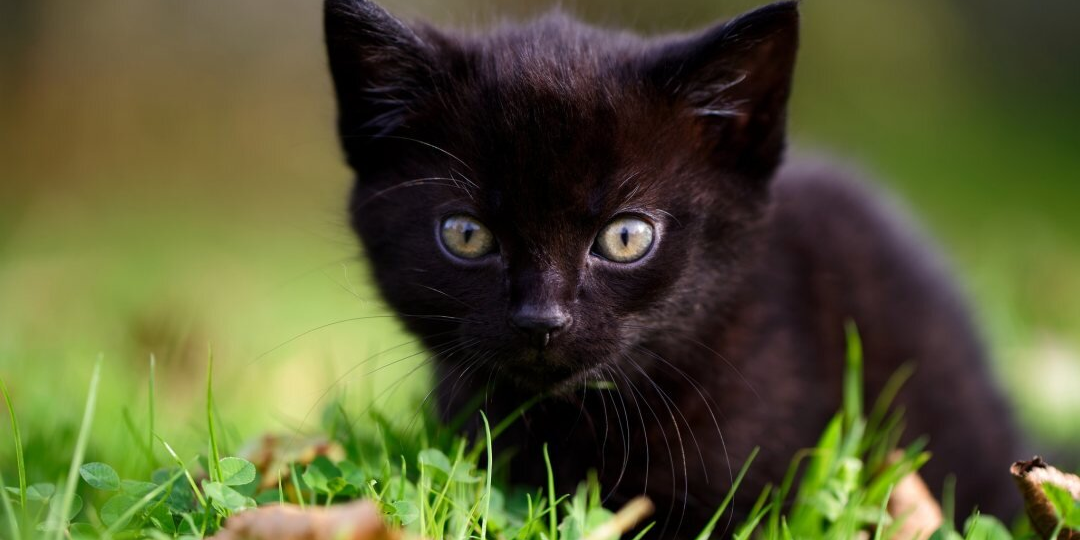 Дашуткина мечта