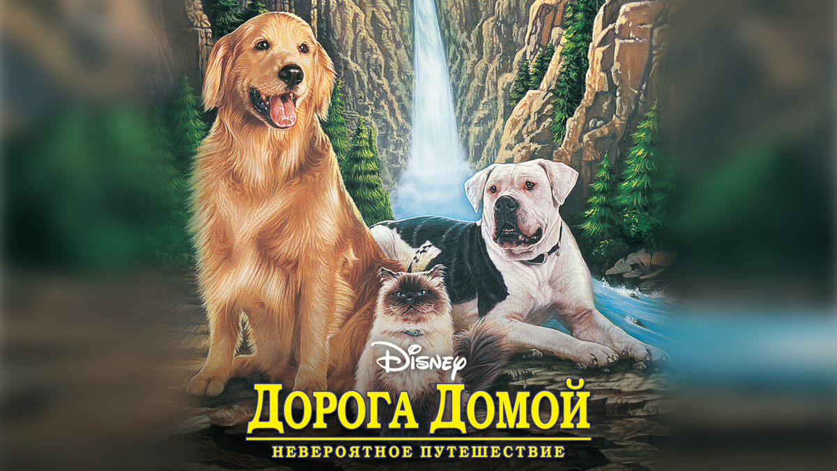 Фильм Дорога домой