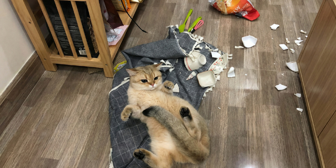 Произошёл критический урон: 15 домашних кошек попались на нарушении порядка в доме