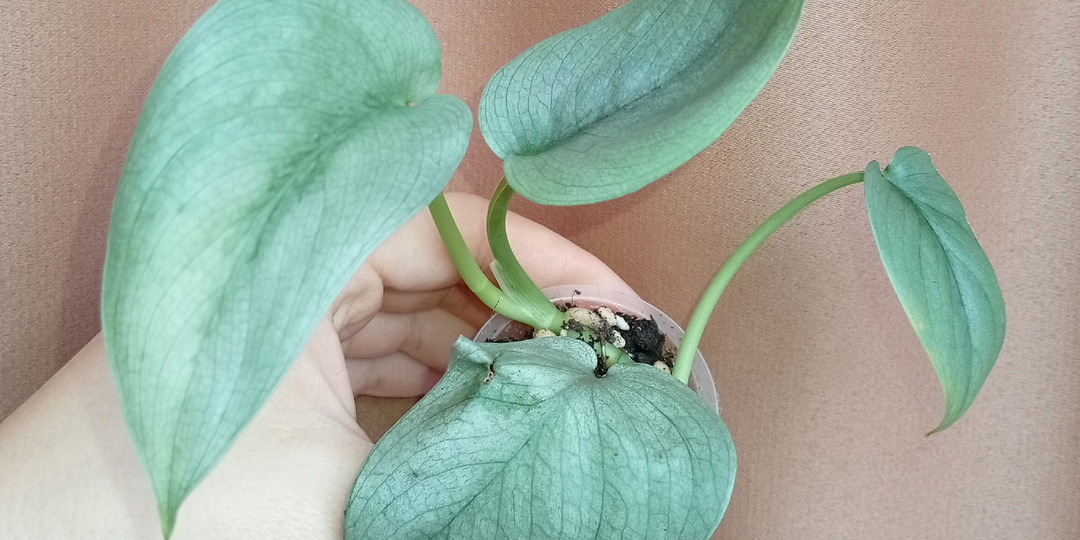 Серебряная лиана в моей коллекции: исполнила пункт из списка желаний