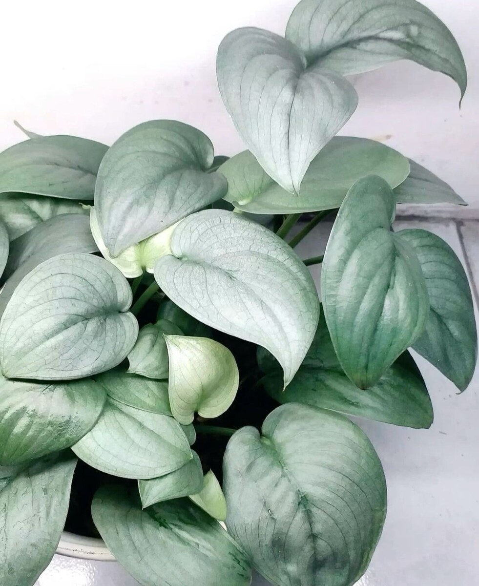 Фото из интернета для примера по запросу «сциндапсус Сильвер Хироу».