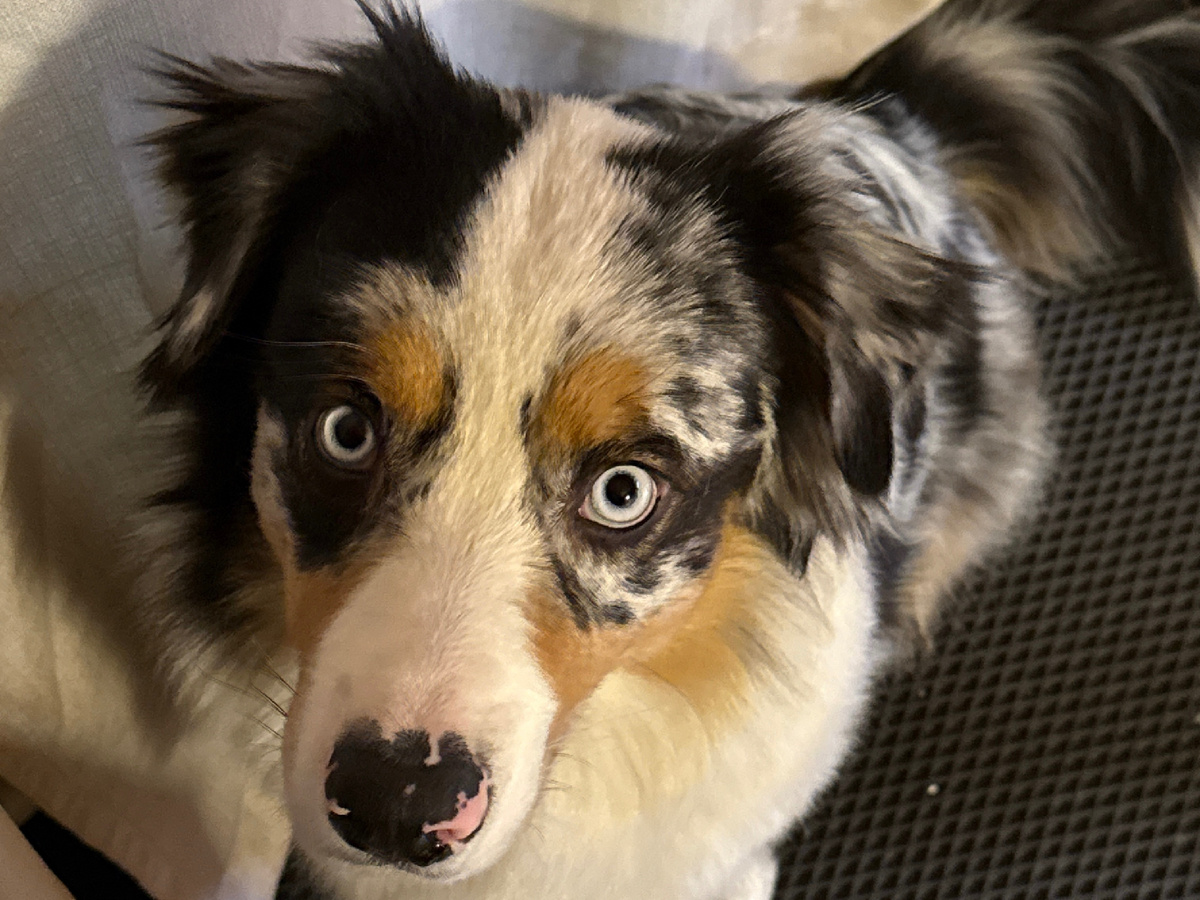 фотография самого голодного волка на свете. 