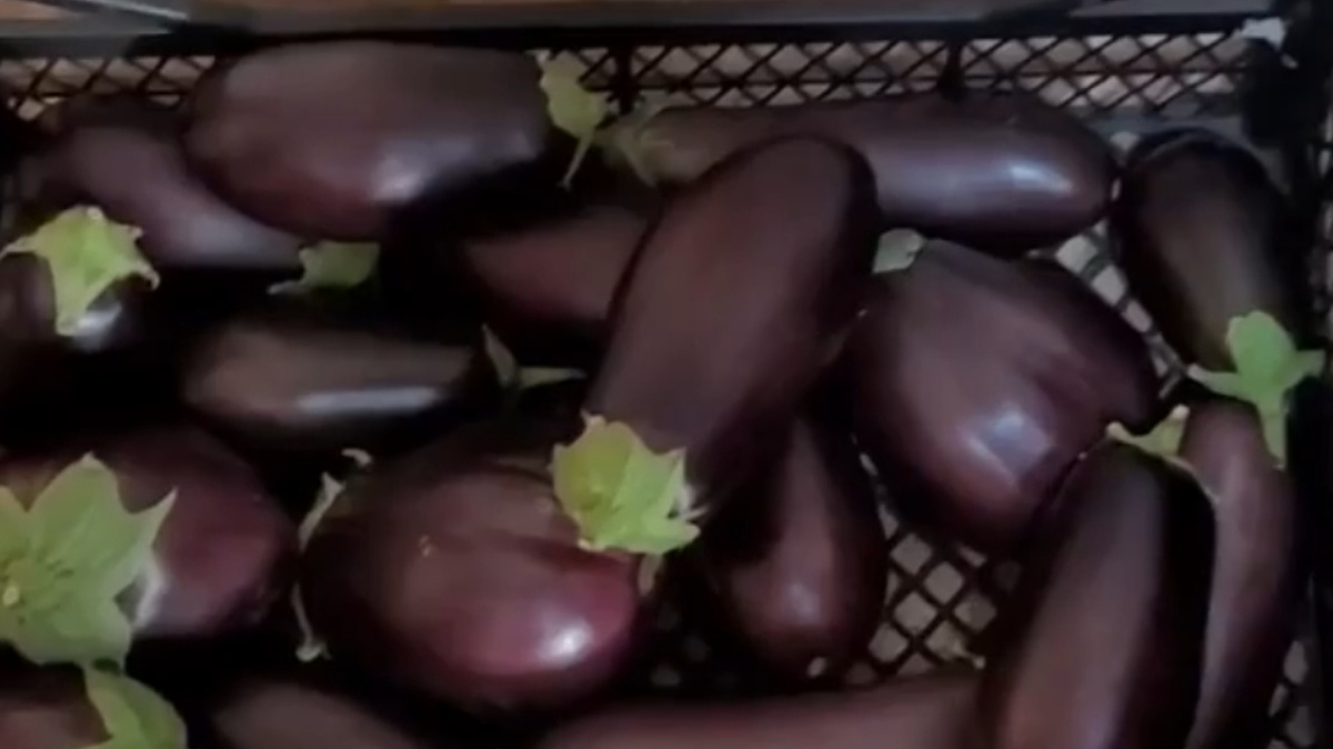 Мой урожай.