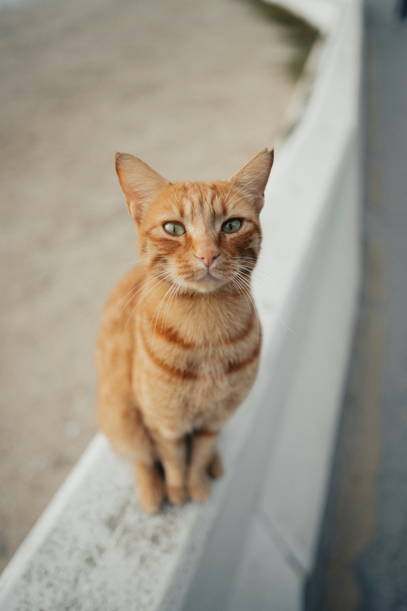    Эффектный контраст рыжей шерсти и зеленых глаз делает внешность кошки по-настоящему запоминающейся