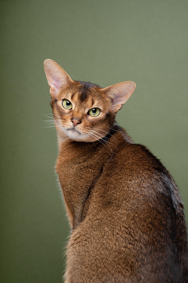    Короткая шерсть с тикингом подчеркивает спортивное сложение и яркий взгляд