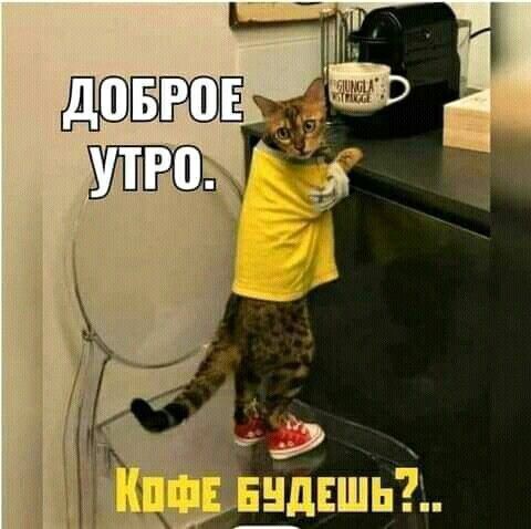 Подборка смешных мемов с котиками