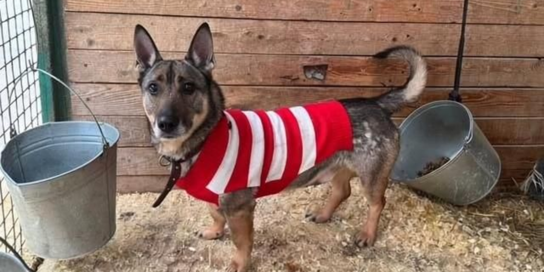 Многие хвалят собаку за послушание, а кинологи говорят: это главная ошибка воспитания.