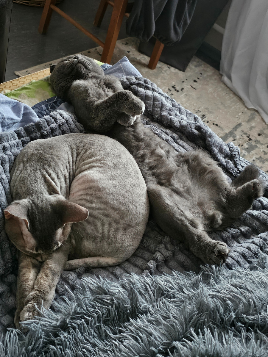 Грей и Локи