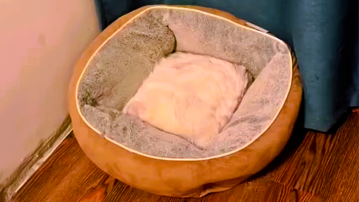 Кстати, в этой лежанке есть кот. Не верите? Тогда смотрите следующее фото --->>