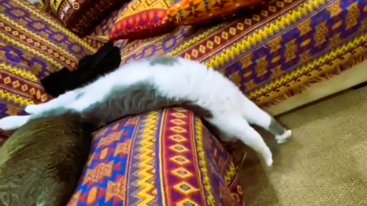 Эй, у вас кот утёк! А вот еще варианты --->>