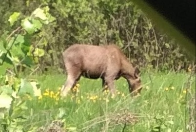 Это не лошадка, а лосёнок. Ничего так, упитанный.