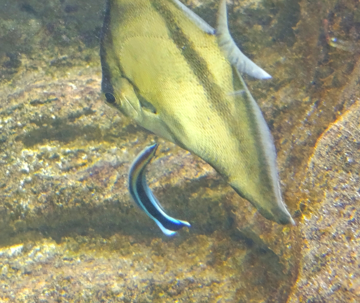 Губану не зазорно почистить и мелкую рыбу. Он не привередлив в выборе клиентов.