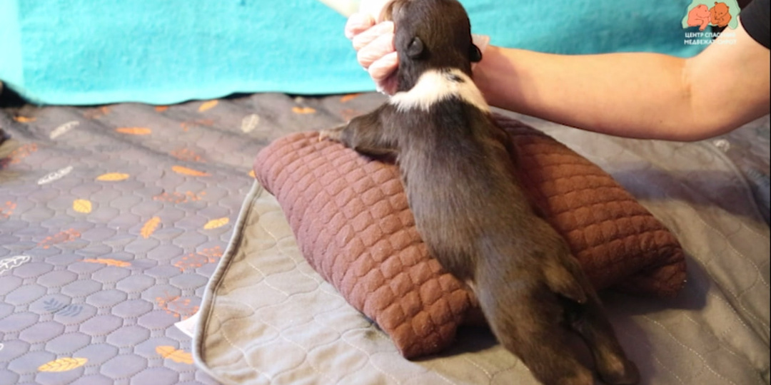 Спасённые в Псковской области медвежата стали есть в 5–6 раз больше