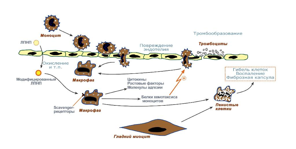 Схема показывает, почему антиоксиданты, включая витамин E, рассматривались как потенциальная защита от атеросклероза. Клинические исследования показали, что снижение окислительных процессов не привело к уменьшению частоты сердечно-сосудистых событий.