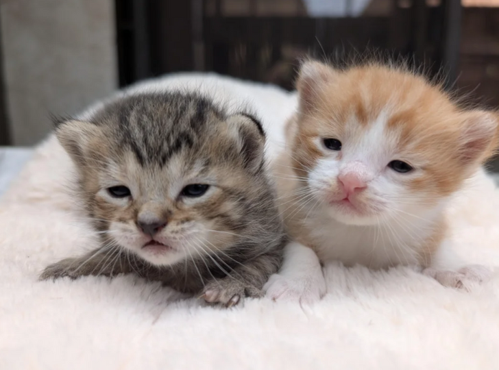 20+ котят, которые вызывают умиление с первой секунды