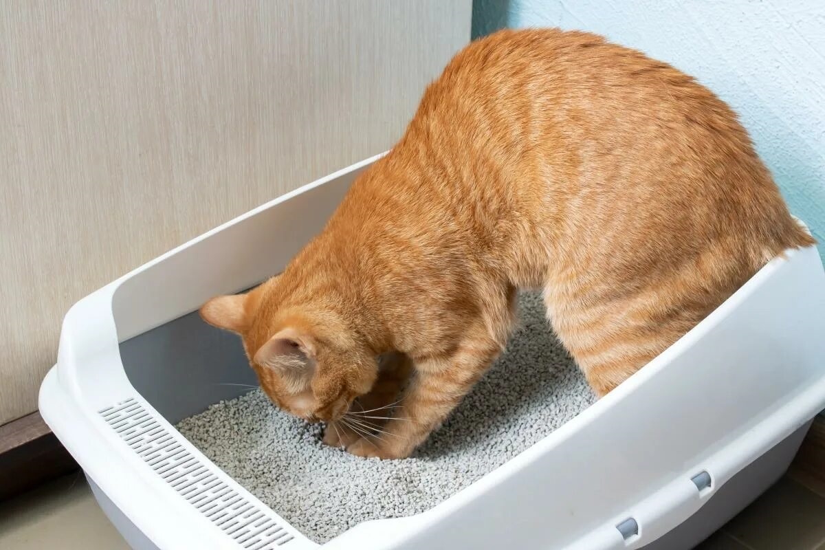 Фото с сайта: https://mavink.com/post/D954CDC026E1949213AFA6590174461ADFAM95F268/stuhlgang-beobachtungskriterien